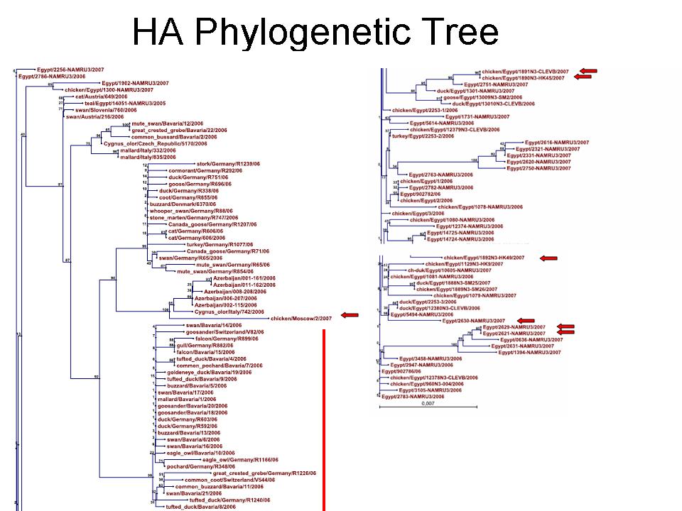 HA Phylogram